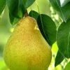 pear