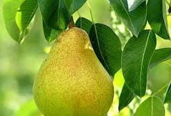 pear