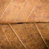 DK Dark Tobacco II