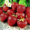 strawberry sweet