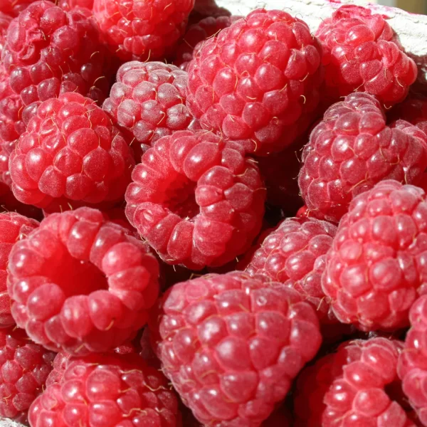 framboise bg